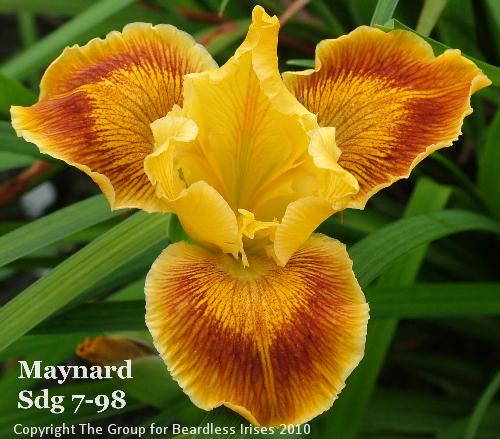 Maynard Sdg 7-98